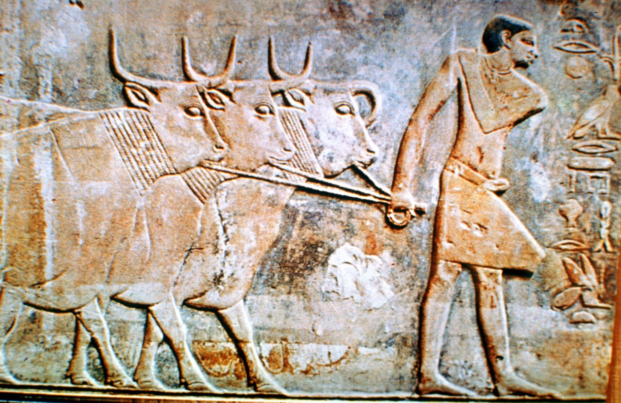 Szarvasmarhát vezető ember, fali dombormű Ptahhotep sírjából, Szakkara, Egyiptom, ie 24. század alkotó: Unbekannt