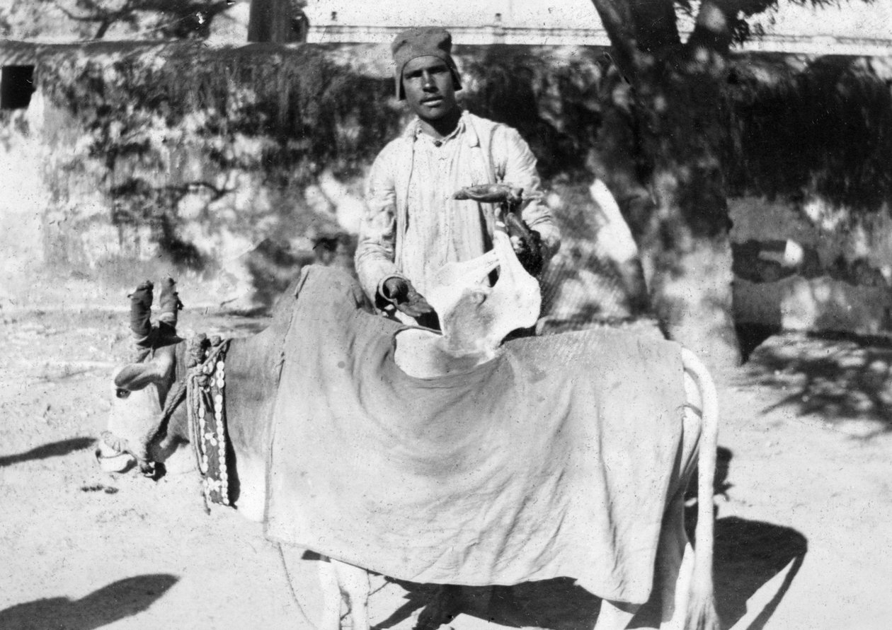 Ember deformált tehénnel, India, 1916-1917 alkotó: Unbekannt