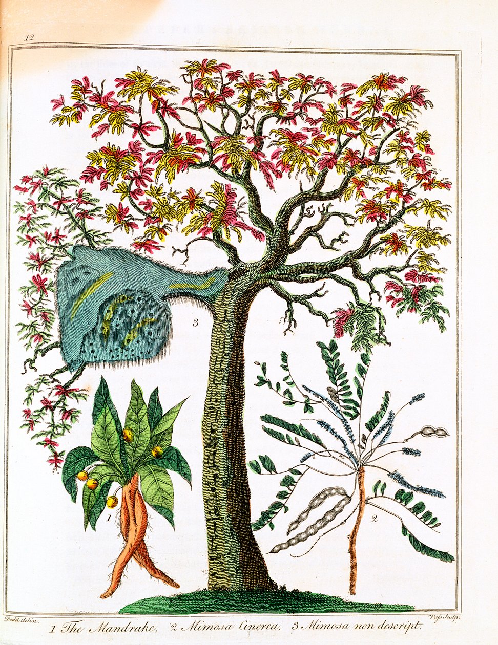Mandragóra, érzékeny növény és akác, c1795 alkotó: Unbekannt