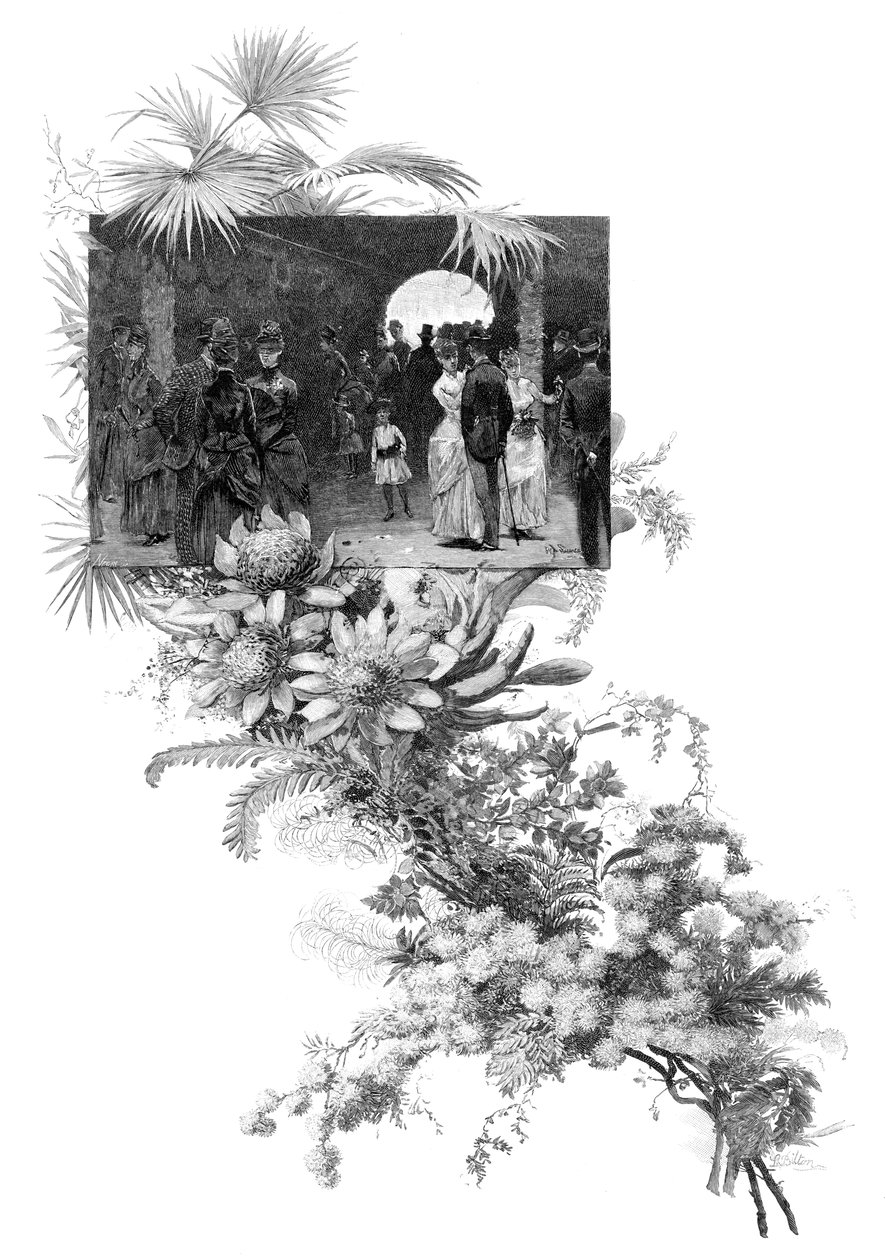 Férfias vadvirágbemutató, Sydney, Új-Dél-Wales, Ausztrália, 1886 alkotó: Unbekannt