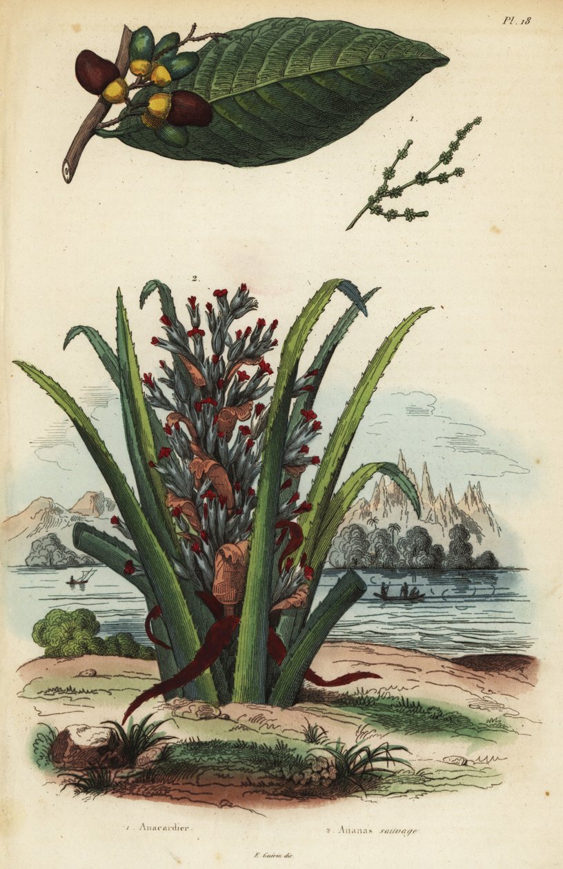 Jelölő dió, Semecarpus anacardium 1 és pingvin vagy pinuela gyümölcs, Bromelia pinguin 2 alkotó: Unbekannt