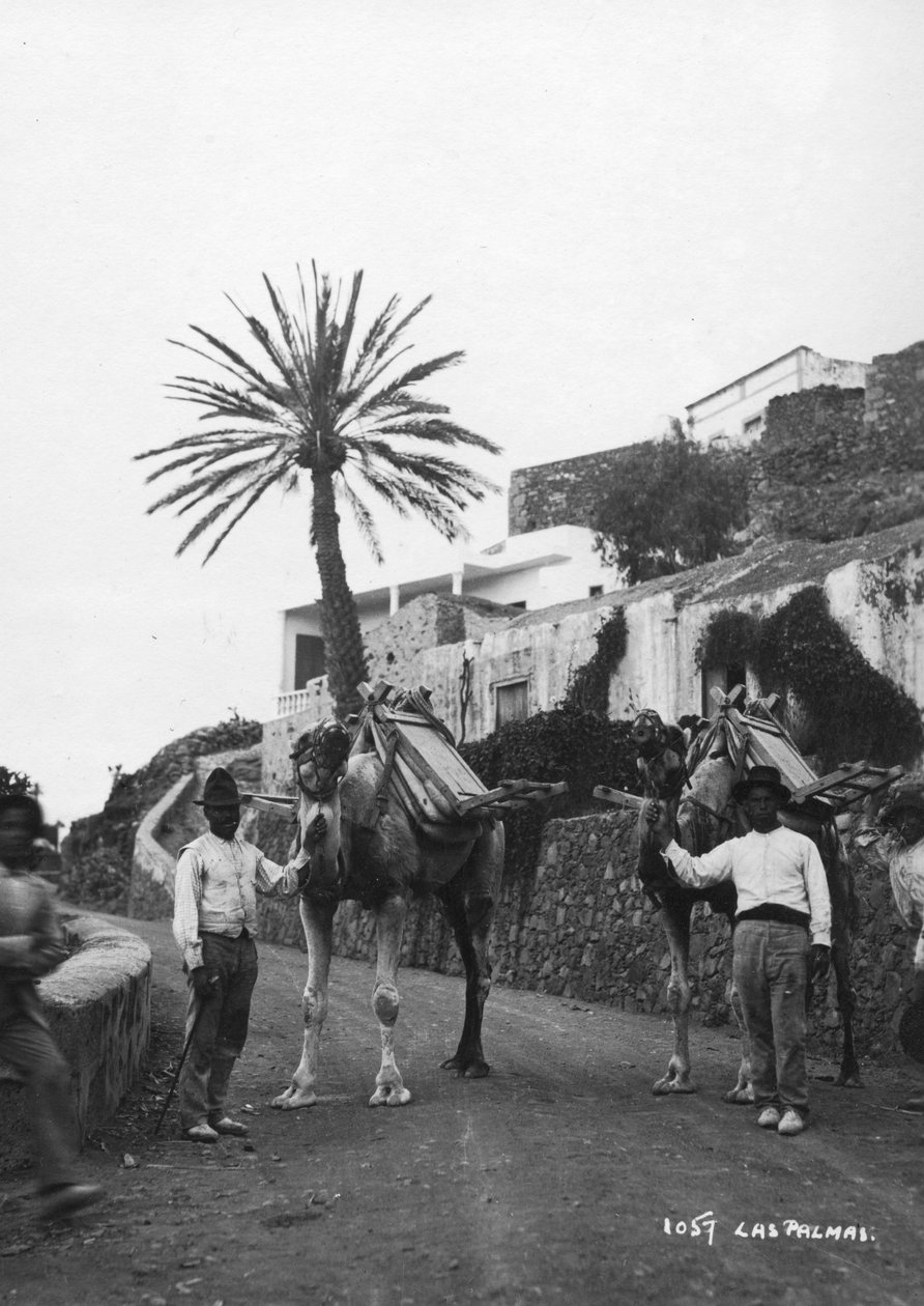 Férfiak tevével, Las Palmas, Gran Canaria, Kanári-szigetek, Spanyolország, 1920-c1930-as évek alkotó: Unbekannt