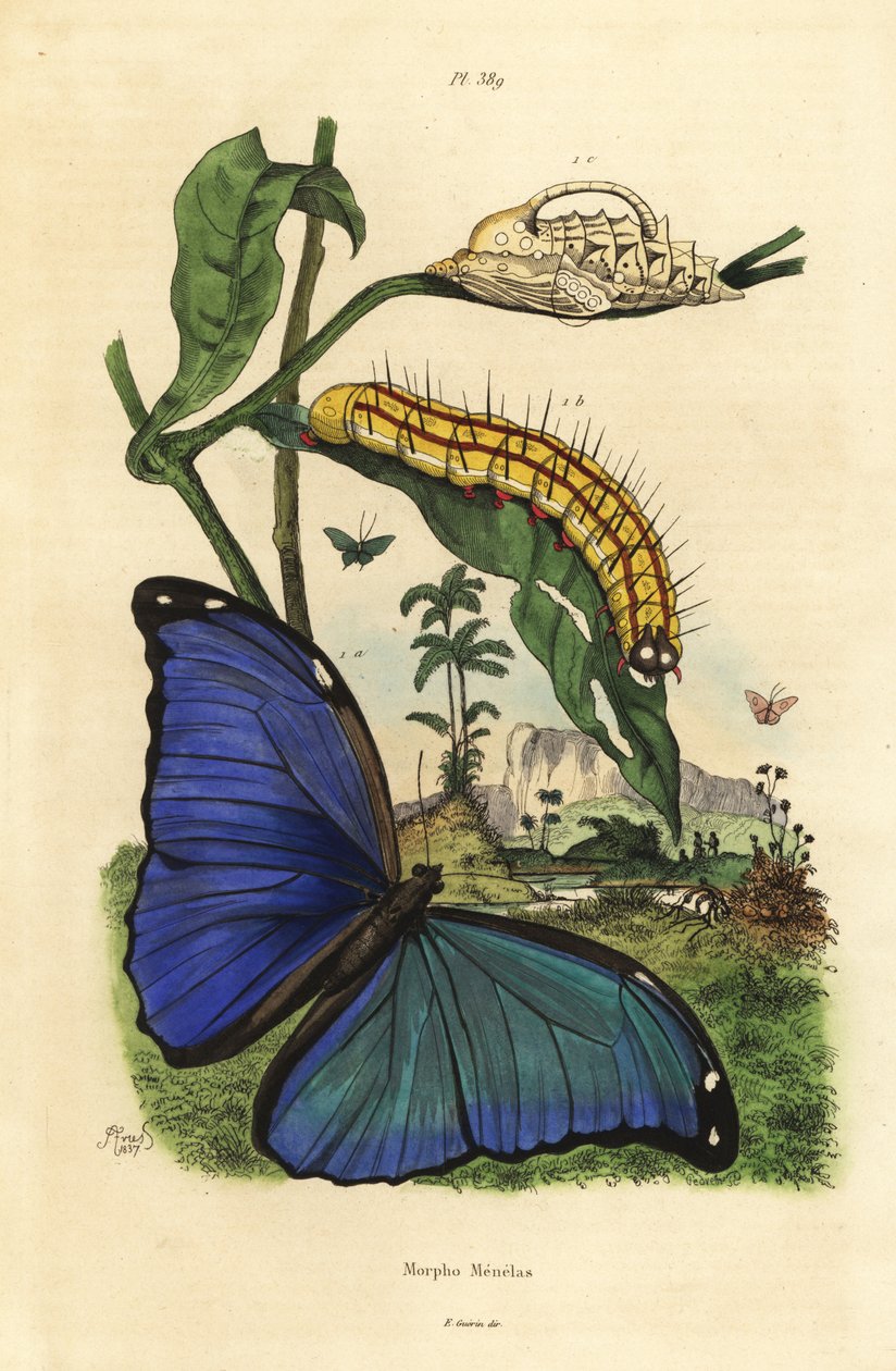 Menelaus kék morpho pillangó, Morpho menelaus, hernyó és báb alkotó: Unbekannt