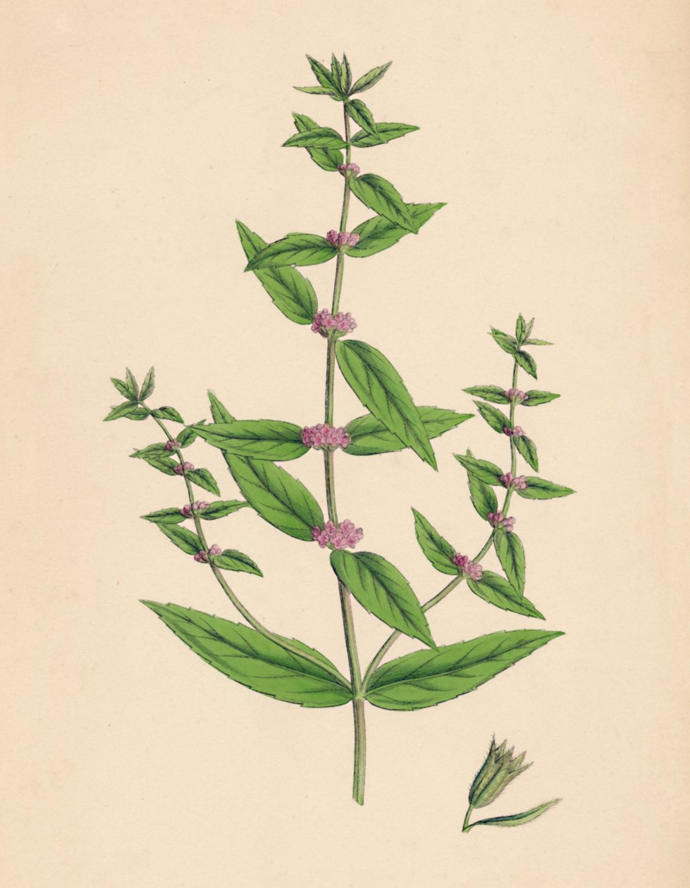 Mentha gracilis, var. valódi. Karcsú pénzverde, 19. század alkotó: Unbekannt