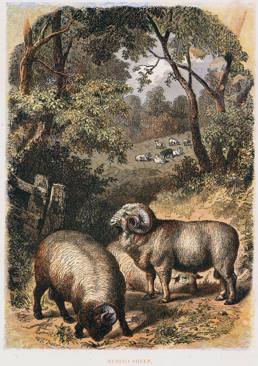 Merinó bárány, c1860 alkotó: Unbekannt