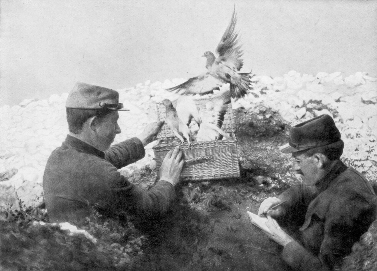 Küldött galambok szabadon bocsátása a fronton, I. világháború, 1915 alkotó: Unbekannt