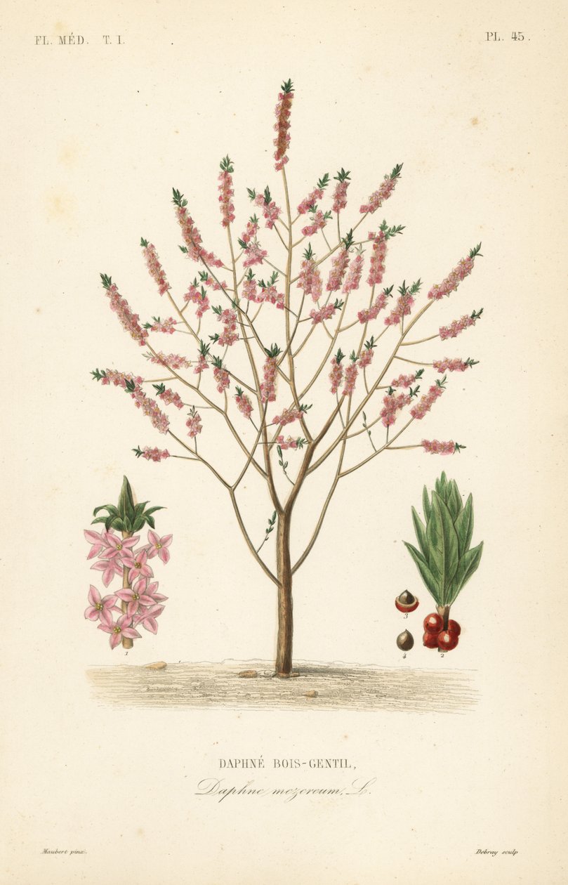 Mezereon vagy spurge babér, Daphne mezereum, Daphne bois-gentil alkotó: Unbekannt
