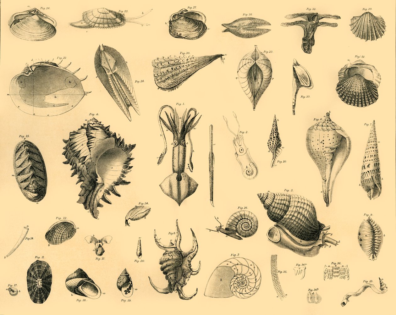 Mollusca, 1910. alkotó: Unbekannt