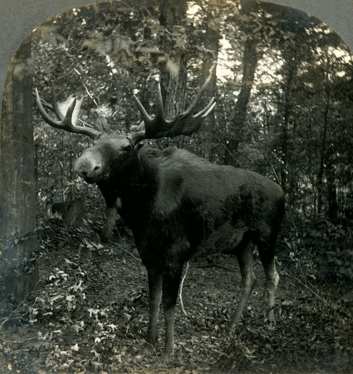 Monarch of All I Survey, 1899. alkotó: Unbekannt