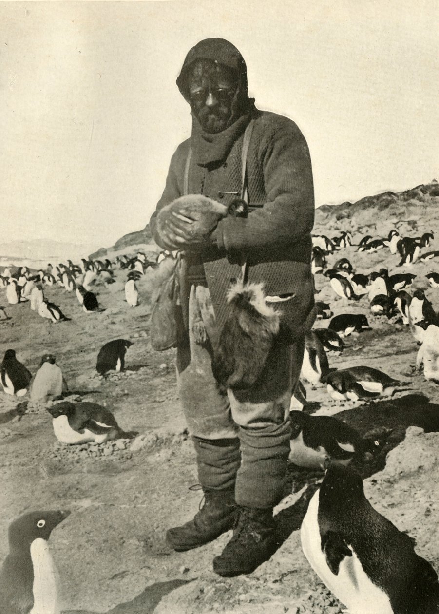 Murray Holding Young Penguins, c1908, 1909. alkotó: Unbekannt