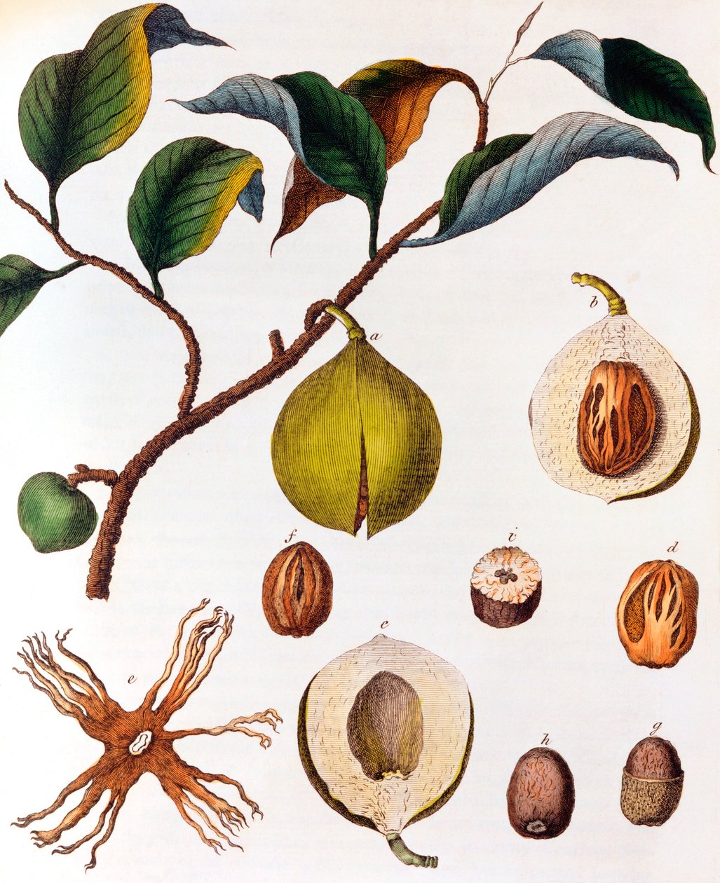 Myristica fragrans - szerecsendió, c1798 alkotó: Unbekannt