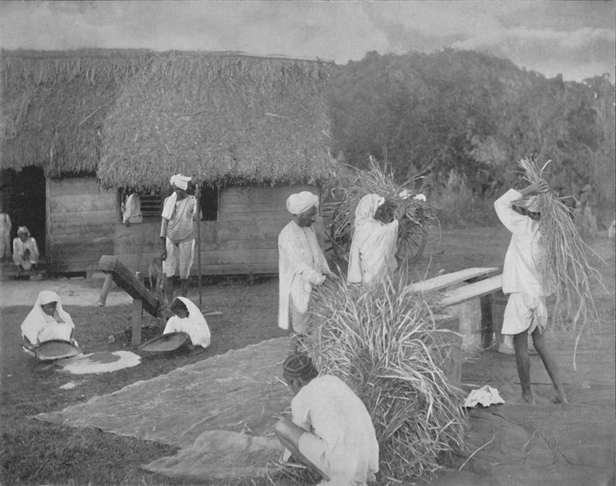 Bennszülött munkások rizst készítenek Jamaicán, 1890 körül alkotó: Unbekannt