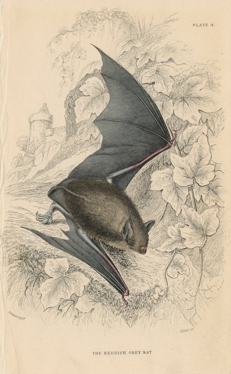 Natterers denevér Myotis nattereri, 1828 alkotó: Unbekannt