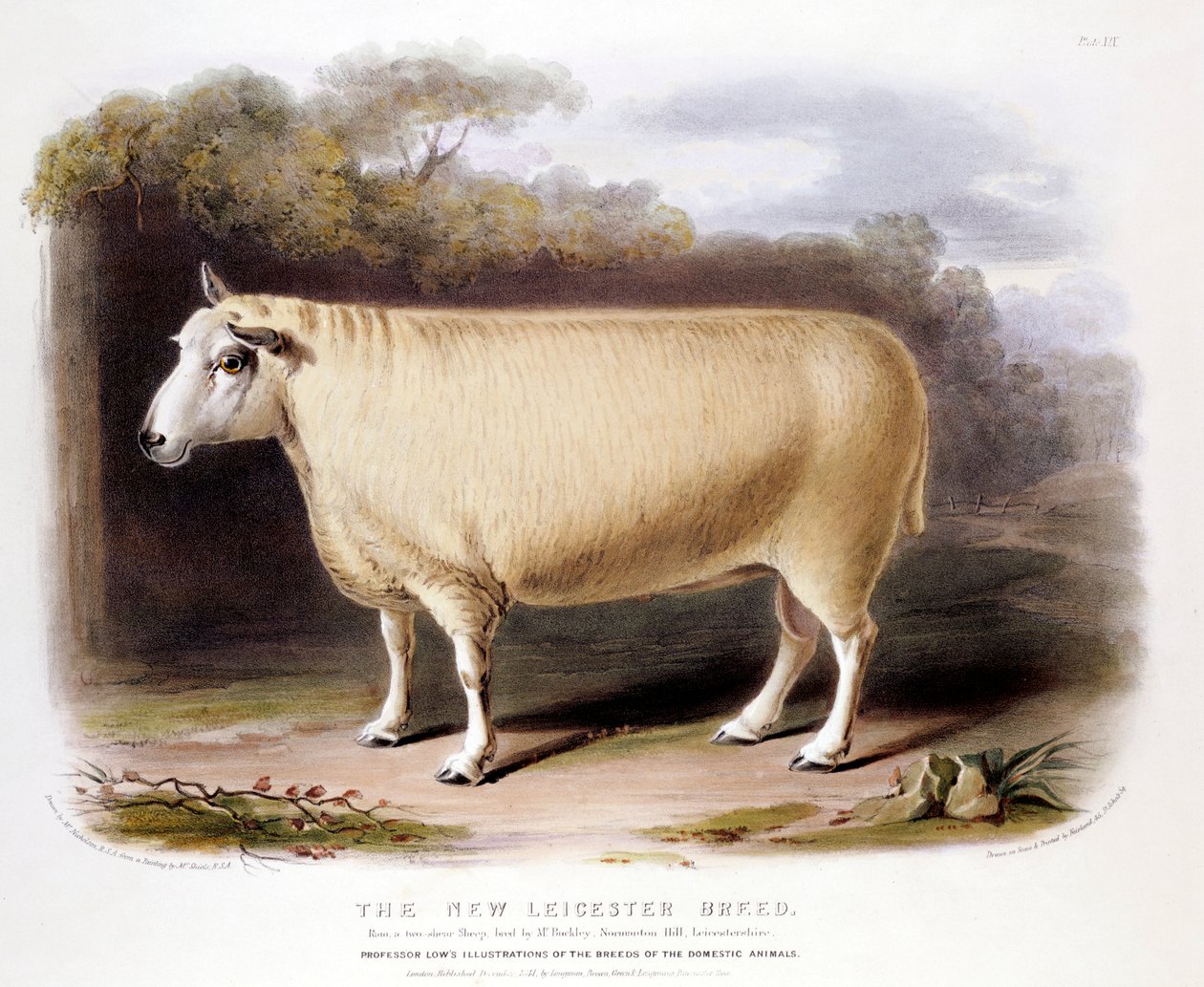 Új Leicester Dishley kos, 1842 alkotó: Unbekannt