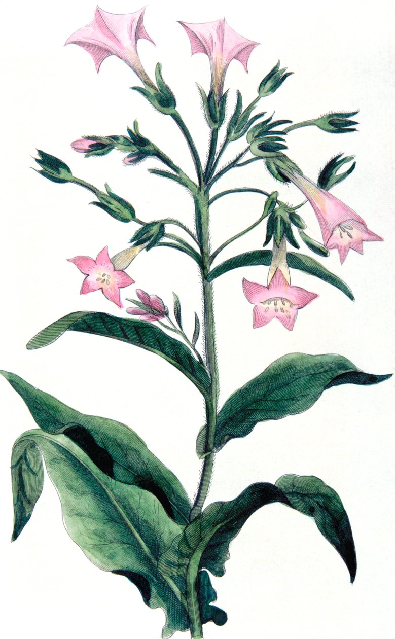 Nicotiana tabacum – dohánynövény, 1823 alkotó: Unbekannt