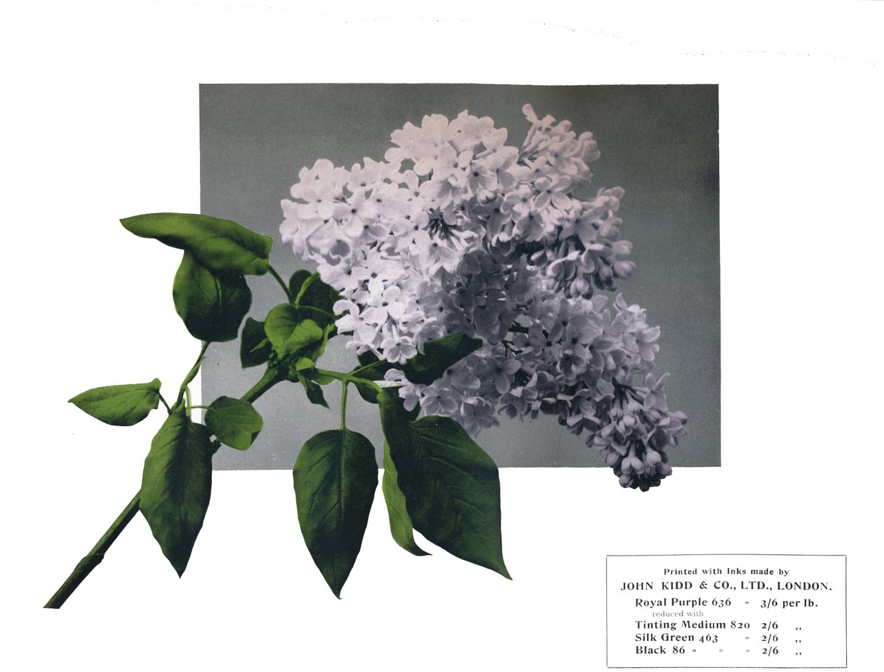 Cím nélkül – John Kidd& Co. Ltd. mintája, 1910 alkotó: Unbekannt