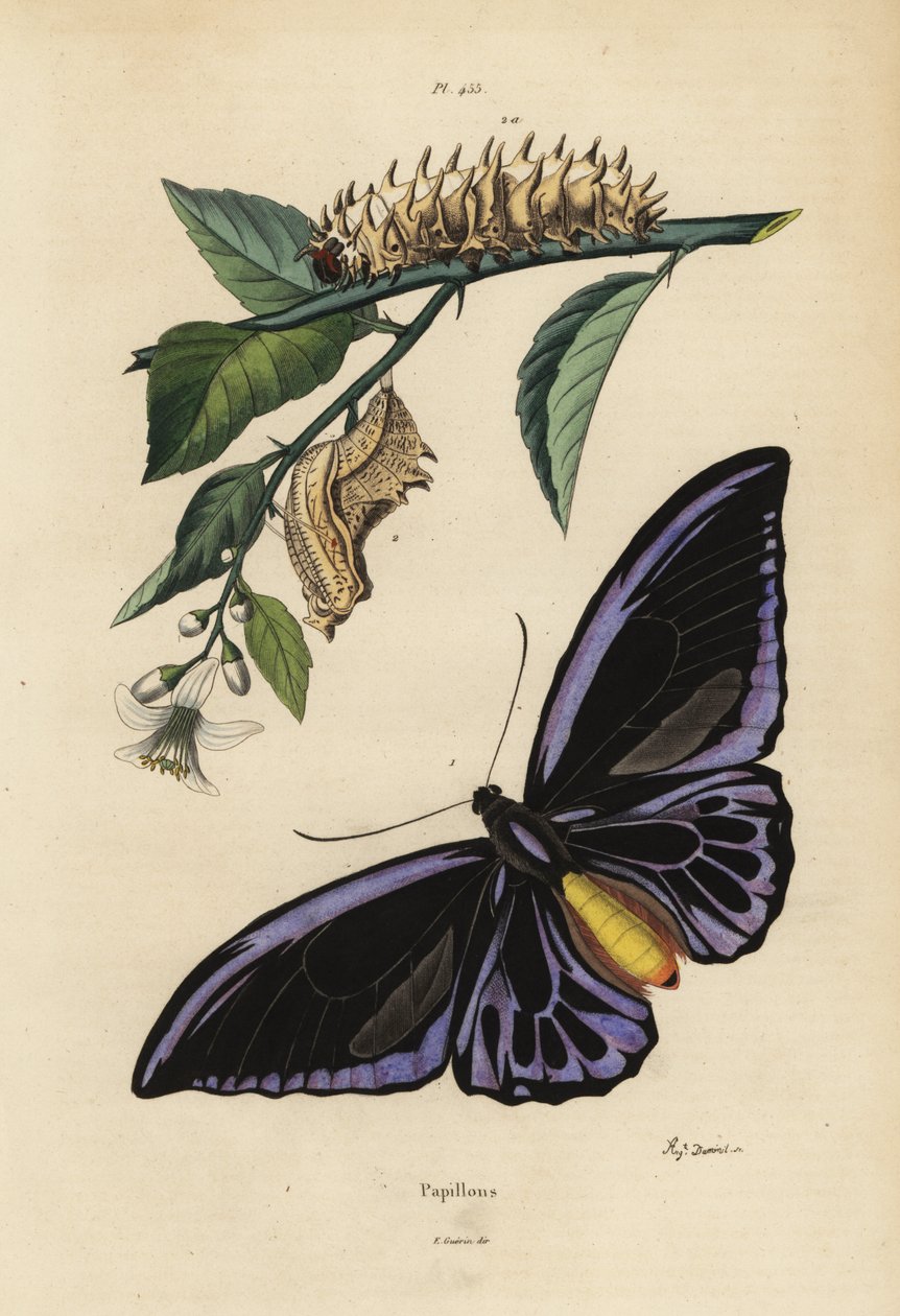 Az északi madárszárny, az Ornithoptera priamus urvillianus 1, valamint a közönséges madárszárny, a Troides helena krisalidája és lárvája alkotó: Unbekannt