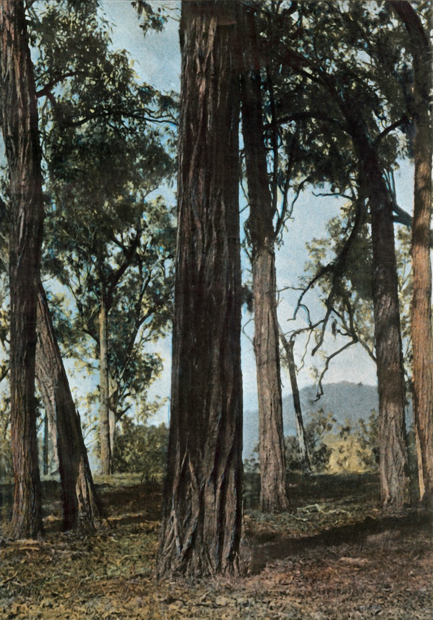 Új Gínea. Le Bois De Fer, Pápua Új-Guinea – Ironwood Trees, 1900. alkotó: Unbekannt