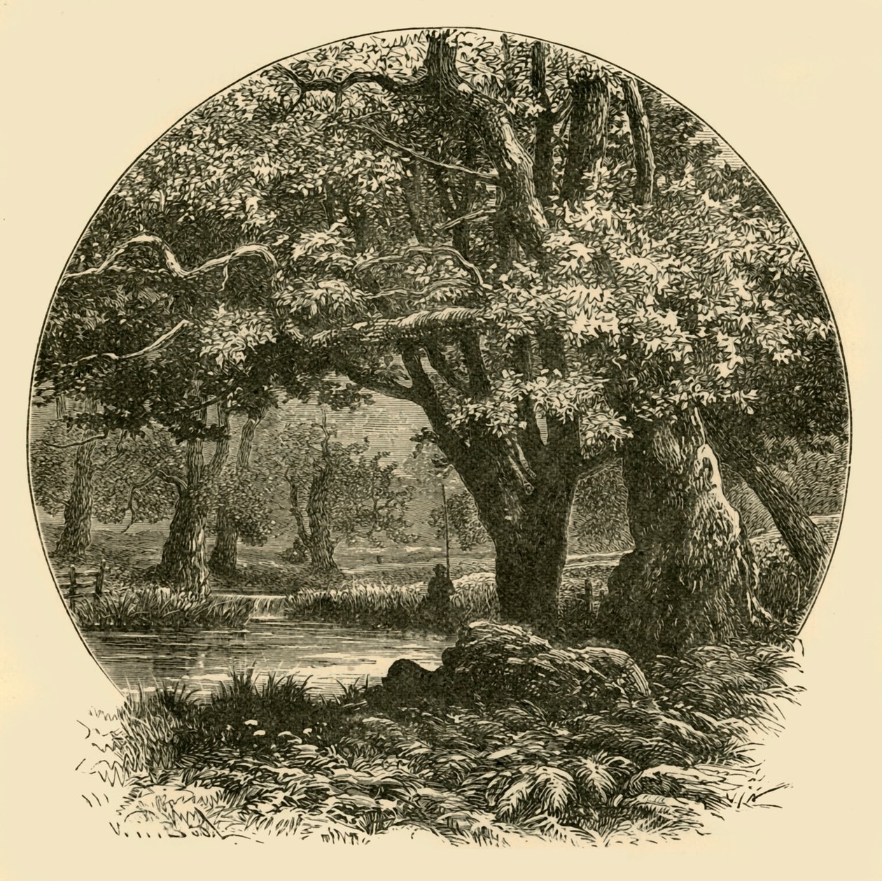 Oaks Bradgate-ben, 1898. alkotó: Unbekannt