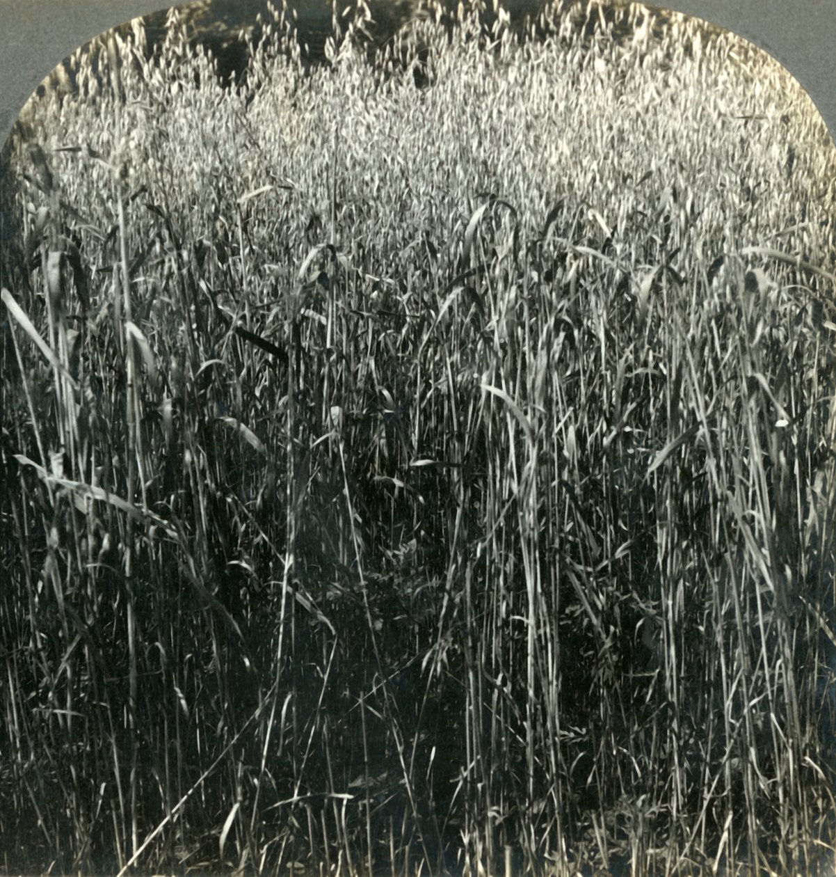 Zabtermesztés, Pennsylvania, Egyesült Államok, 1903. alkotó: Unbekannt