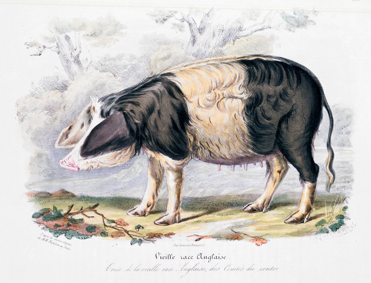 Régi angol sertésfajta, 1842 alkotó: Unbekannt