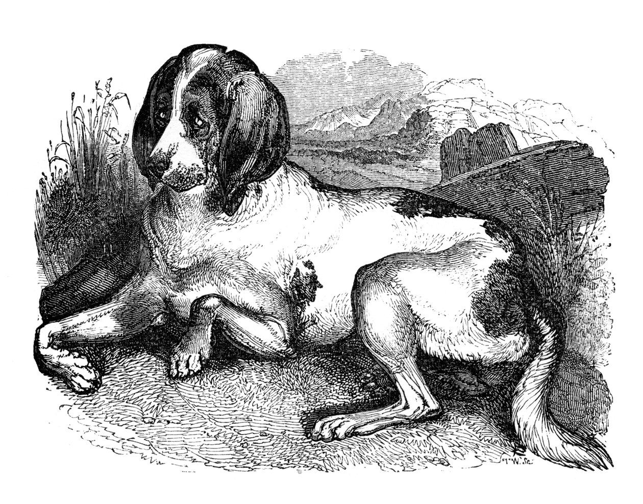 Régi angol kopó, 1848 alkotó: Unbekannt