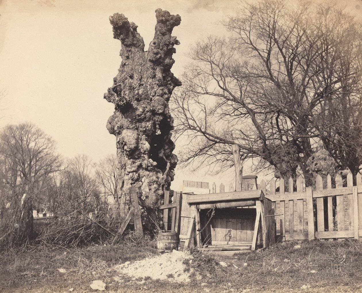 Öreg fa Chatham közelében, 1850-es évek. alkotó: Unbekannt