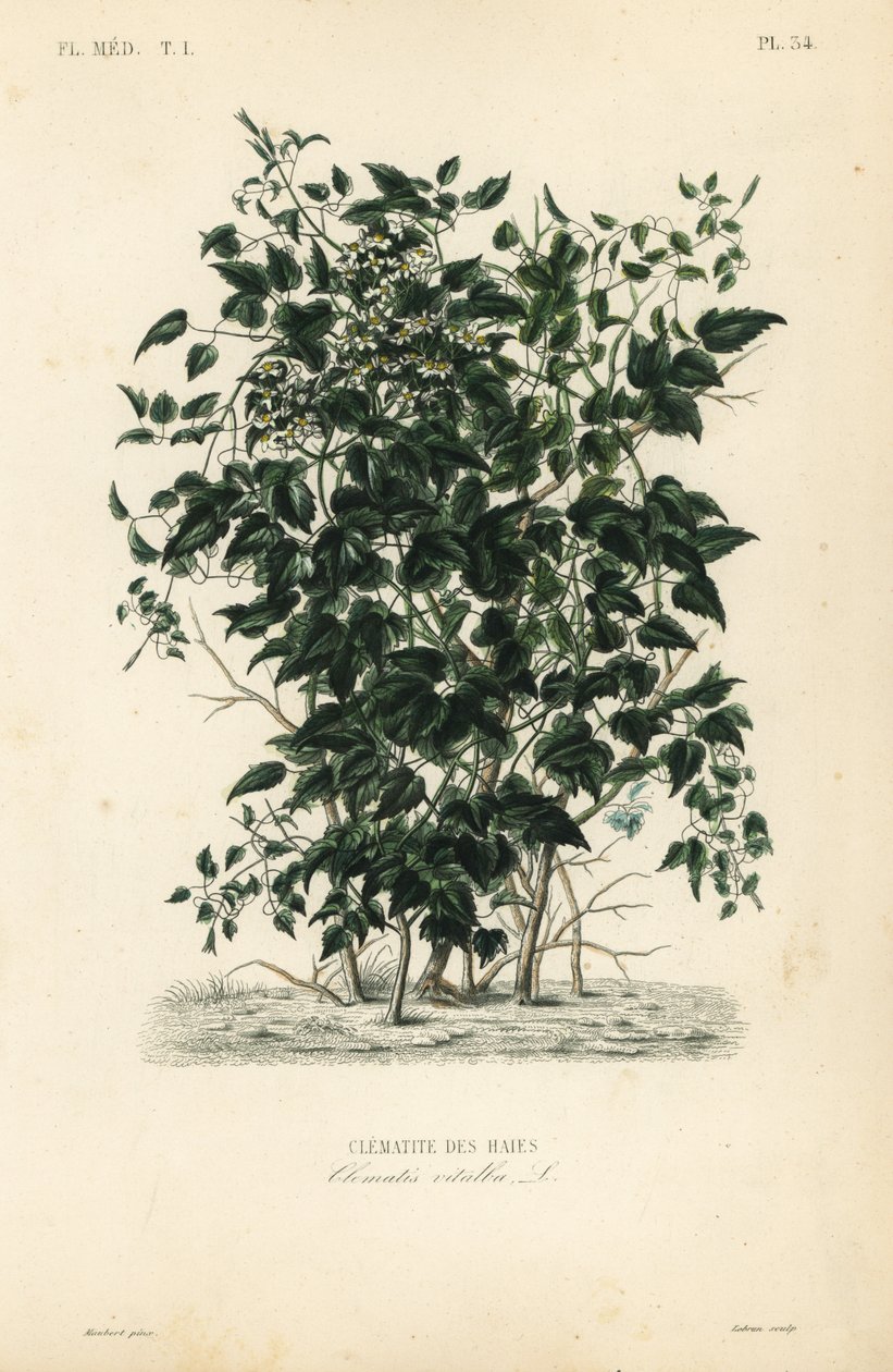 Az öreg szakálla és az utazók öröme, Clematis vitalba, Clematite des haies alkotó: Unbekannt