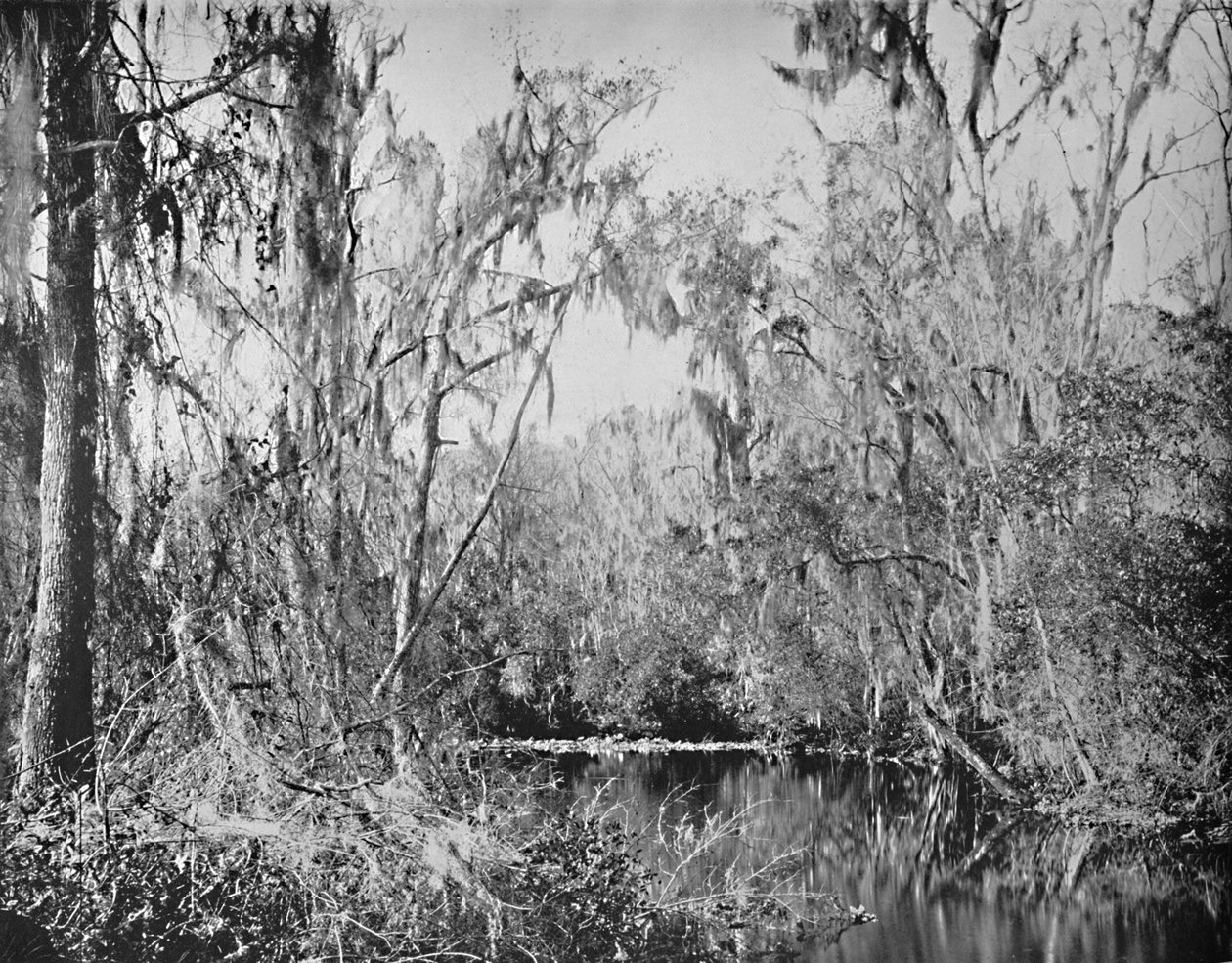 Governors Creeken, Ocklawaha River, Florida, 1897. alkotó: Unbekannt