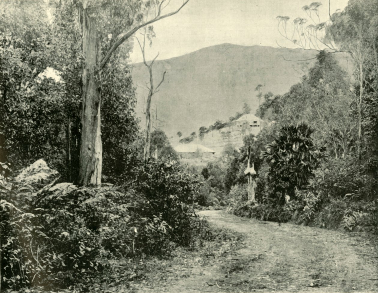 Az Illawarra úton, N.S.W., 1901. alkotó: Unbekannt