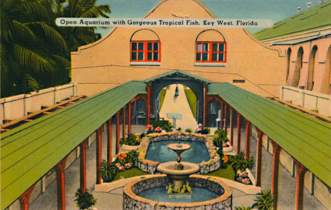 Nyitott akvárium gyönyörű trópusi halakkal, Key West, Florida, 1940-es évek alkotó: Unbekannt