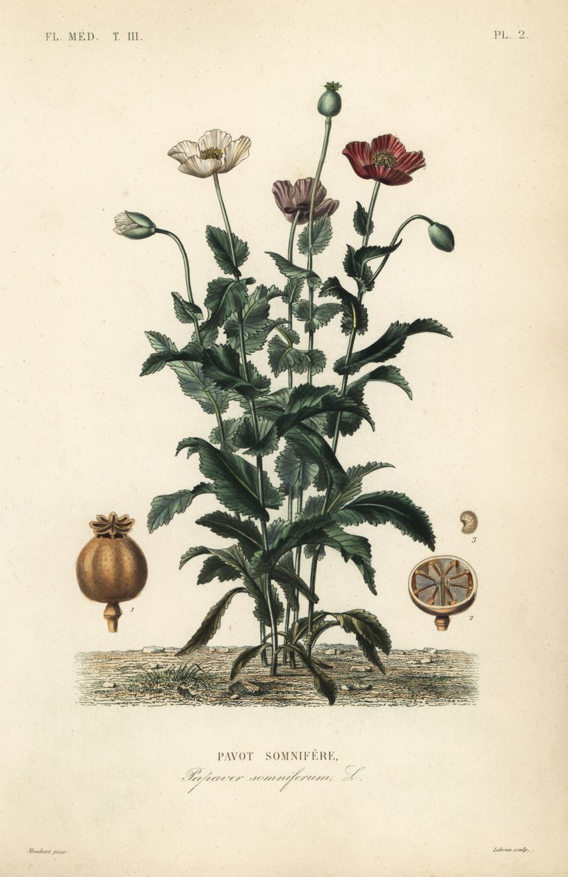 Ópium mák, Poppy somniferum, Pavot somnifere alkotó: Unbekannt