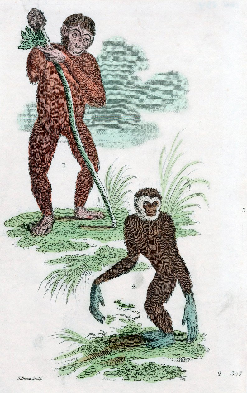 Adósok és Gibbon, 1822 alkotó: Unbekannt