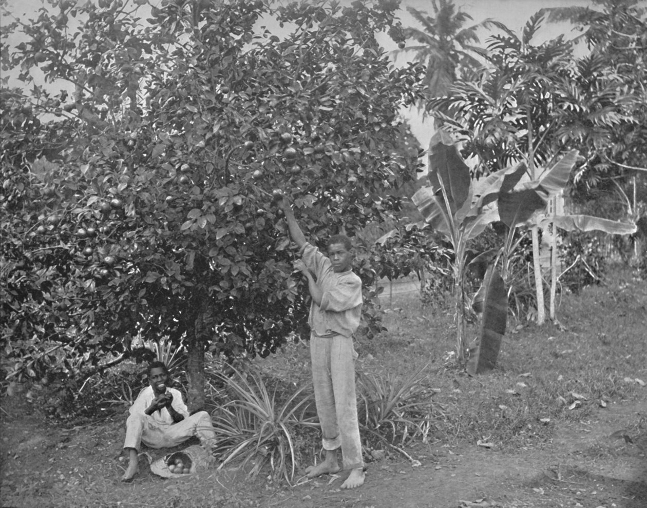 Narancsszedés Jamaicán, 19. század alkotó: Unbekannt