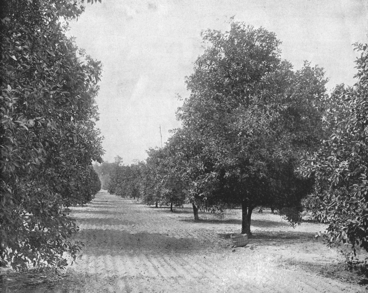 Orange Grove, Sevilla, Florida, USA, 1900. alkotó: Unbekannt