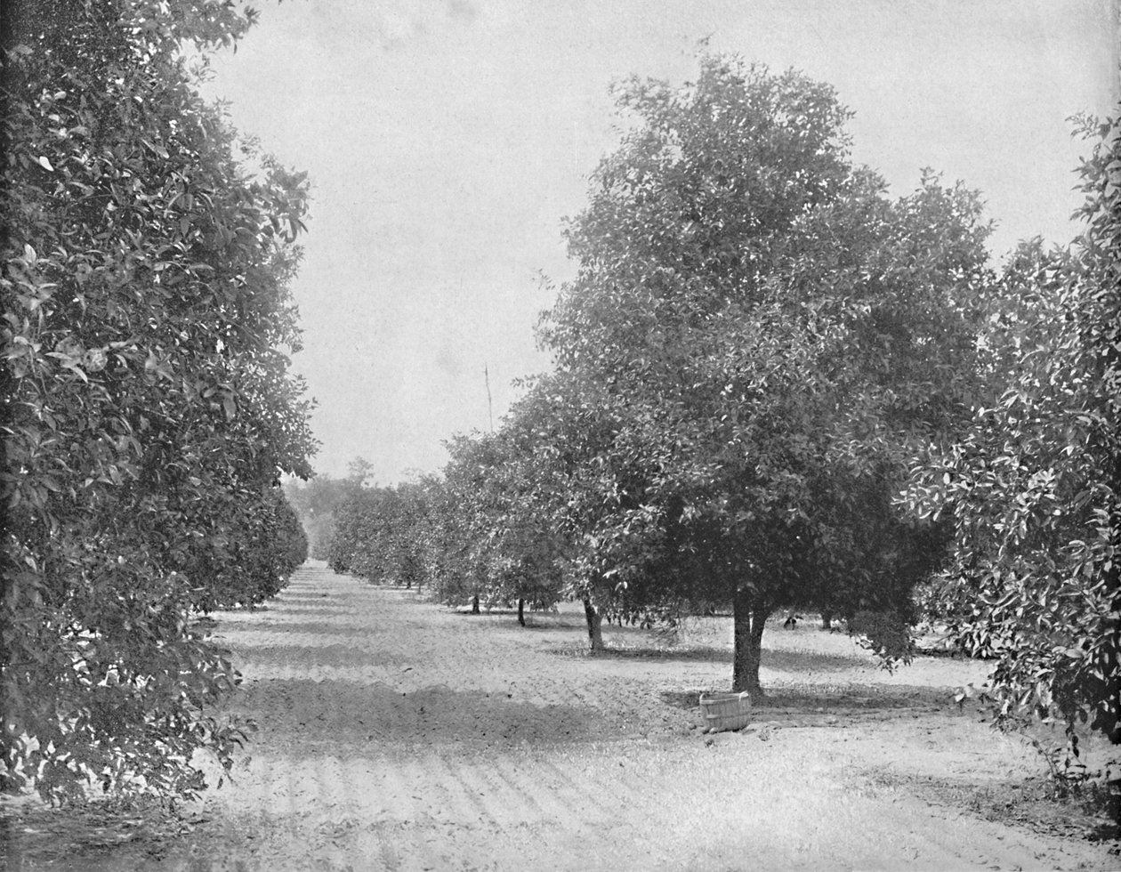 Orange Grove, Sevilla, Florida, 1897. alkotó: Unbekannt