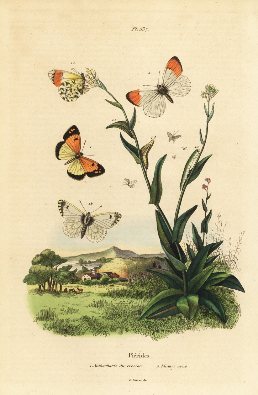 Narancssárga hegyű pillangó, Anthocharis cardamines, báb és hernyó 1 és kékfoltos arab, Colotis phisadia phisadia 2 alkotó: Unbekannt