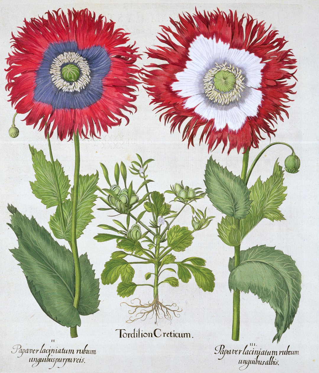 Díszmák, 1613 alkotó: Unbekannt
