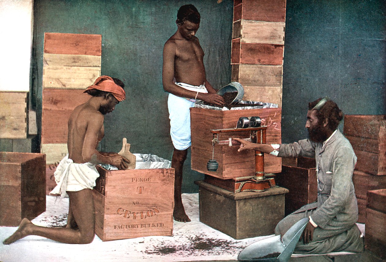 Tea csomagolása és mérlegelése exportra egy Ceylon Sri Lanka birtokon, 1905 alkotó: Unbekannt