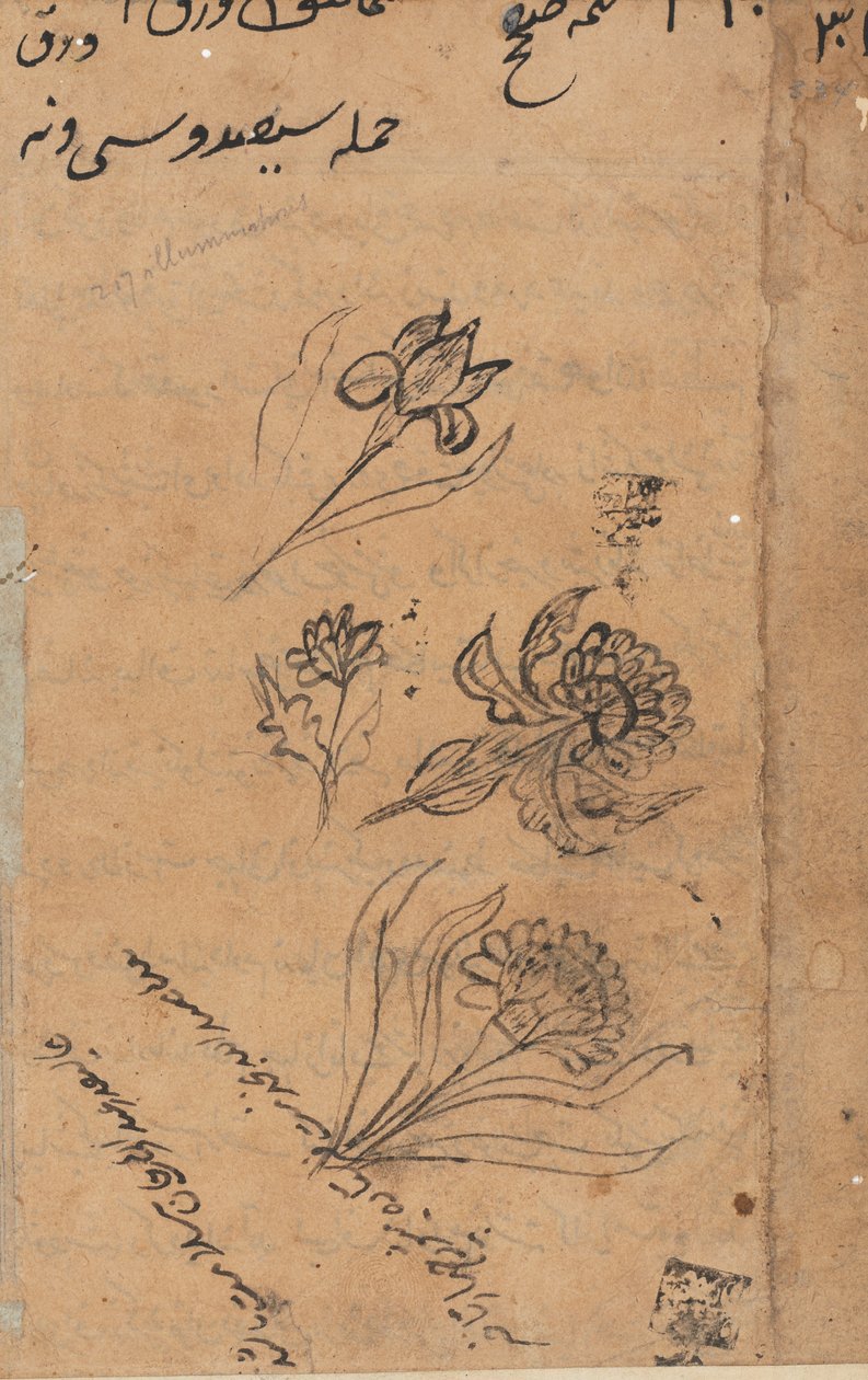 Oldal a Papagáj meséiből Tuti-nama: szövegoldal, c. 1560. alkotó: Unbekannt