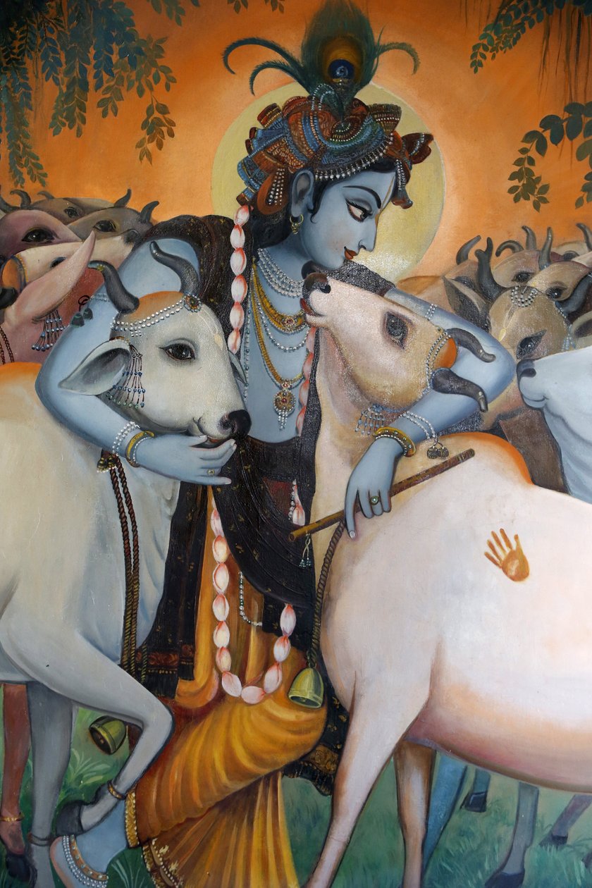 A hindu istent, Krisnát ábrázoló festmény teheneket ölelve. India alkotó: Unbekannt