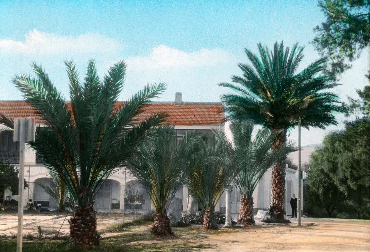 Pálmafák, Hammam Meskoutine, Algéria alkotó: Unbekannt