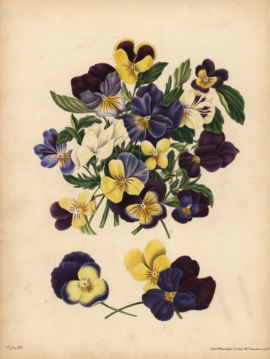 Árvácskák, Pensees, vagy a szív könnyedsége, Viola tricolor, Thoughts: Elfoglalod a gondolataimat vagy Pensez a Moi alkotó: Unbekannt