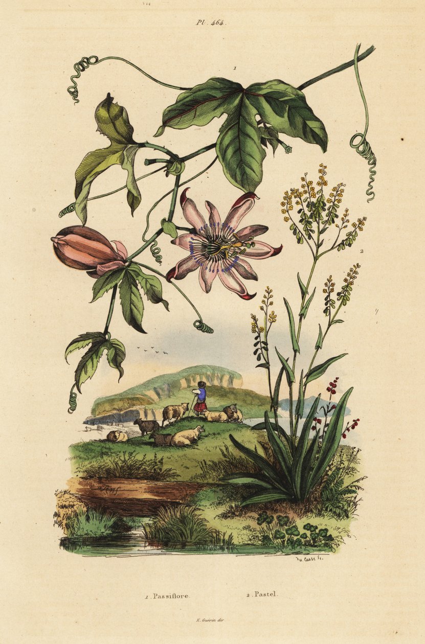 golgotavirág, Passiflora uraniae 1 és festőfa, Isatis festékek 2 alkotó: Unbekannt
