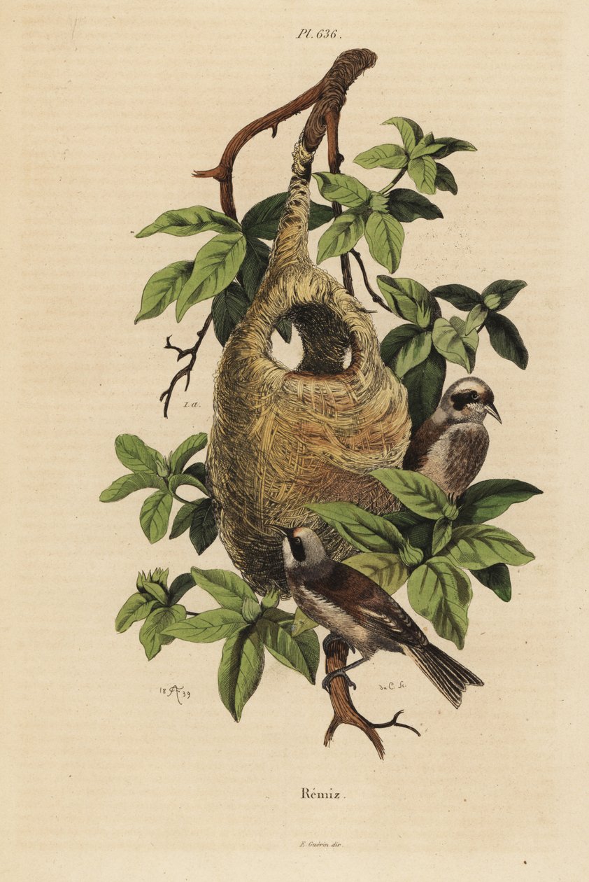Penduline cinege, Remiz pendulinus és fészek alkotó: Unbekannt