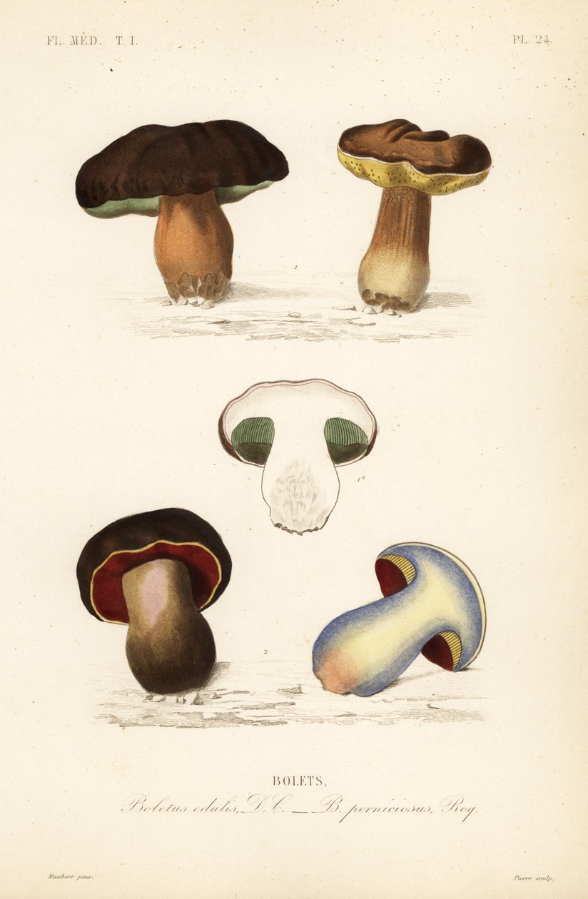 Penny zsemle vagy vargánya gomba, edénygomba és a lurid gomba, Suillellus luridus, Boletus pernicious alkotó: Unbekannt