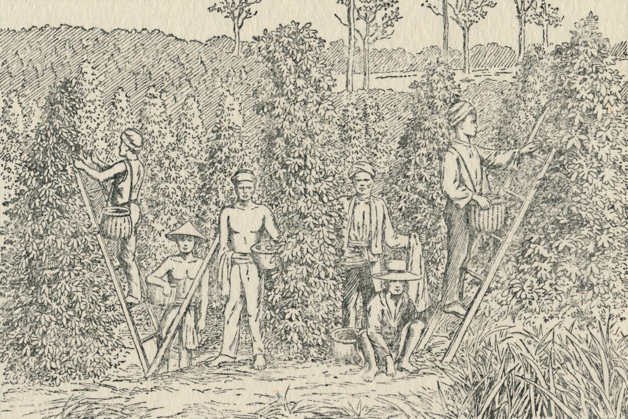 Paprikaültetvény, 1924 alkotó: Unbekannt