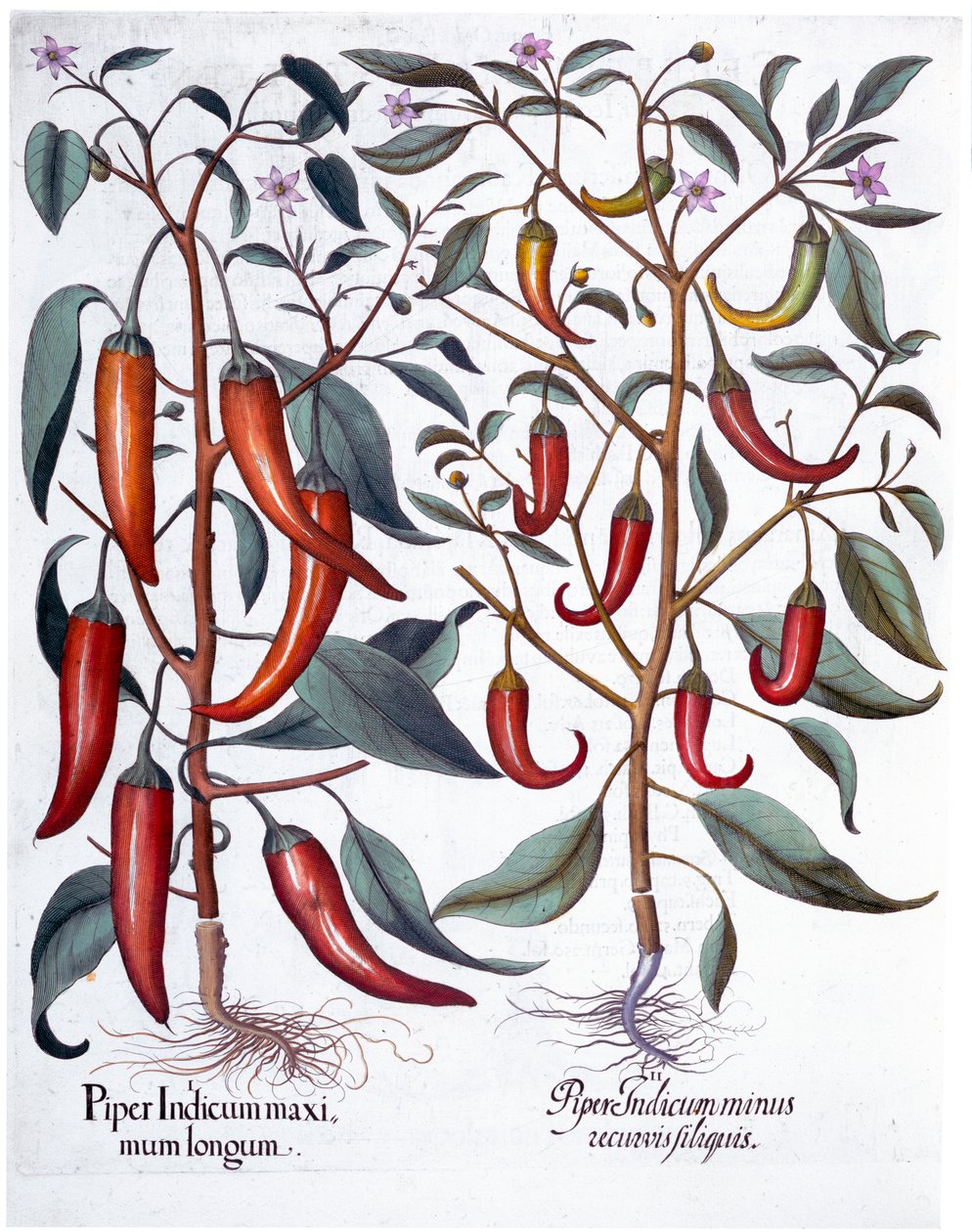 Paprika, 1613 alkotó: Unbekannt