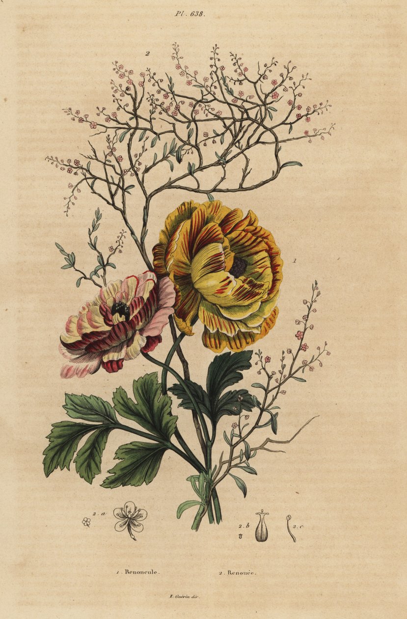Perzsa boglárka, Ranunculus asiaticus 1 és kínai indigó, Persicaria tinctoria 2. Renoncule, Renouee alkotó: Unbekannt