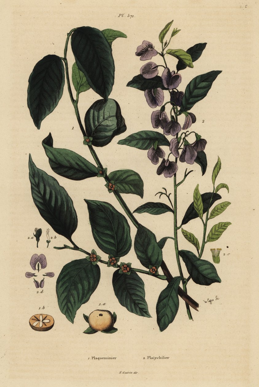 Datolyaszilva, Dospyros kaki 1 és fa hovea vagy karri kék bokor, Hovea elliptica Platychilum celsianum 2. Plaqueminier, Platychilier alkotó: Unbekannt